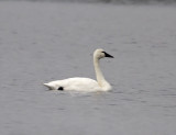 Tundra Swan - adult_2551.jpg