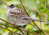 Golden-crowned Sparrow - breeding_3342.jpg
