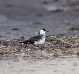 Pomarine Jaeger_7224.jpg