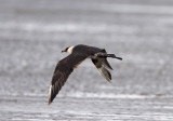 Pomarine Jaeger_7226.jpg