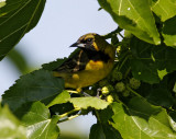 Orchard Oriole - 1st summer male_4724.jpg