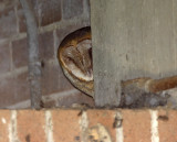 Barn Owl_7507.jpg