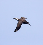 Black-footed Albatross - adult_9128.jpg