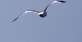 Sabines Gull_9409.jpg