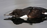 Common Murre - breeding_0430.jpg