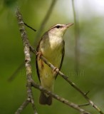 Swainsons Warbler_0953.jpg
