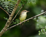 Swainsons Warbler_1054.jpg