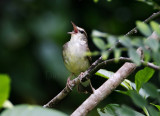 Swainsons Warbler_1025.jpg