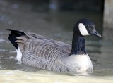 Cackling Goose Richardsons_9497.jpg
