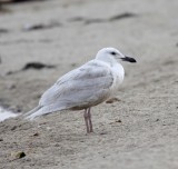 Glaucous-winged Gull - 1st year_9886.jpg