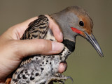 Northern Flicker - male_0661.jpg