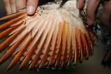 Northern Flicker - male_0662.jpg