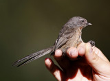 Wrentit_0705.jpg