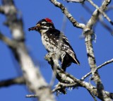 Nuttalls Woodpecker - male_0674.jpg