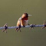 Allens Hummingbird - male_0003.jpg