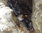 Cliff Swallow_0528.jpg