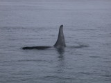 Male Killer Whale in California