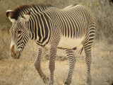 Grevy's Zebra, Samburu,  Kenya