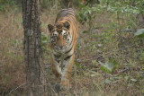 Tigress, this 'bitch' almost took me out. Bharatpur, India