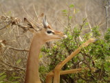 Gerenuk, Kenya