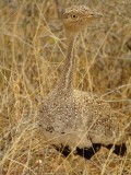 Bustard, Kenya