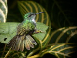 Hummingbird, Trinidad