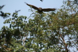 Owl. India