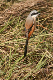 Long-tailed Shrike, India