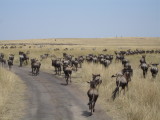 Masai Mara, Kenya