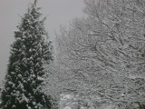 Trees and Snow