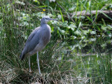 White-faced Heron-0667.jpg