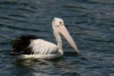 Australian Pelican-2223.jpg