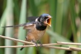 Barn Swallow-5278.jpg