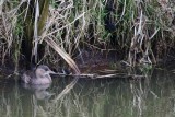 Dodaars - Little Grebe