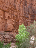 Green tree and orange rock