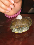 Rock transport via turtle