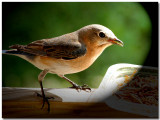 female blue bird at lunch-09.jpg