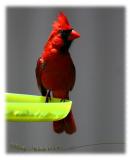 Red bird.jpg