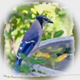 Young blue jay.jpg