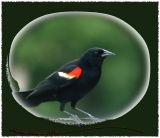 Red wing black bird.jpg