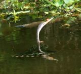 Anhinga-wildlife-area-3.jpg