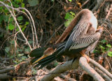 Anhinga-wildlife-area-4.jpg