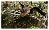 Anhinga-wildlife-area-5.jpg