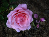 Rose Pink