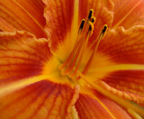  Day Lily