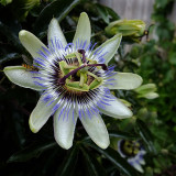 Passionflower and visitor