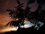  sumach sunset