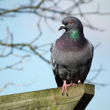 Posing Pigeon