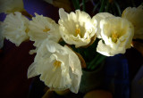 Pale Blooms