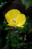 Pale Poppy